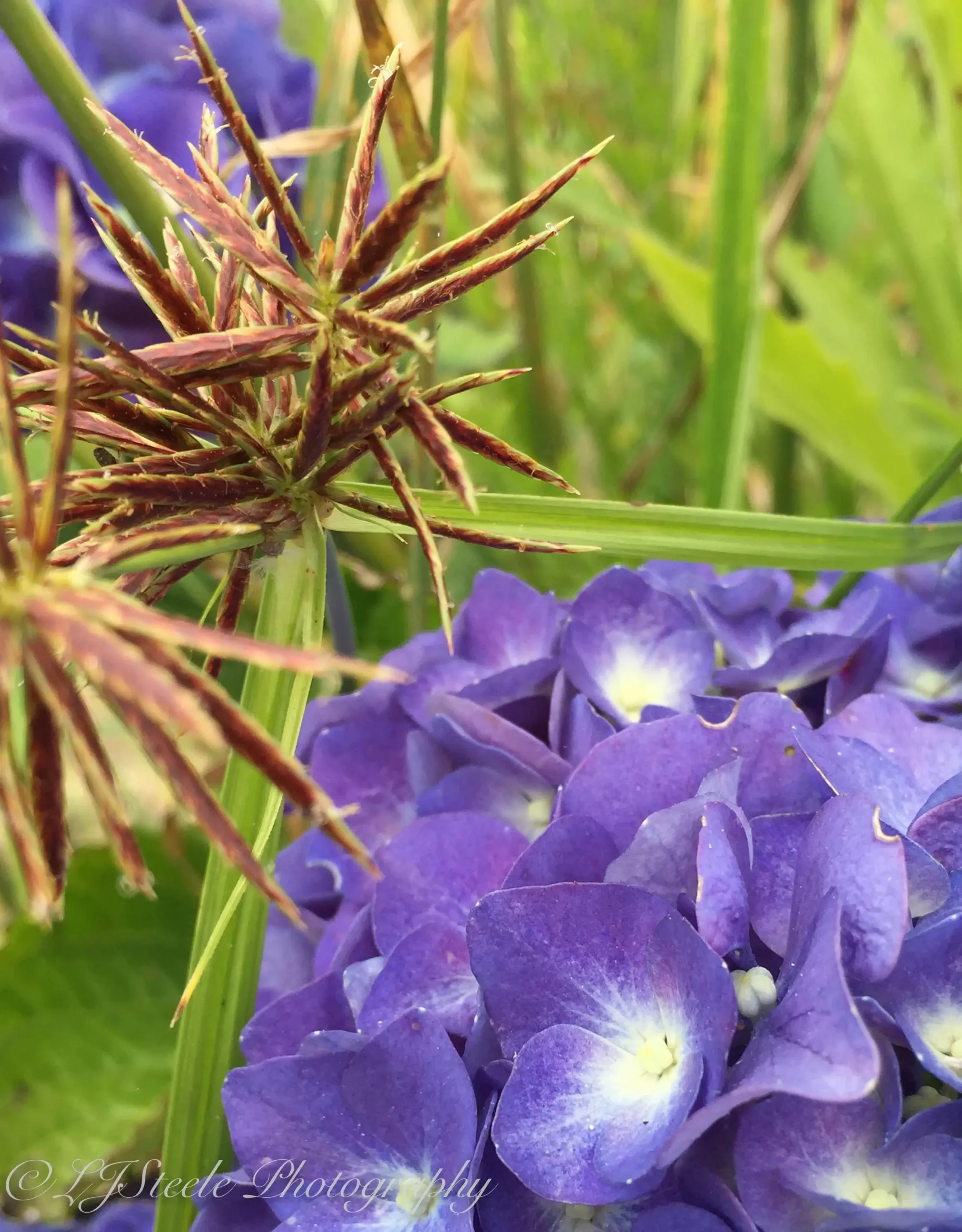 Purple flowers with spiky brown plant nearby.